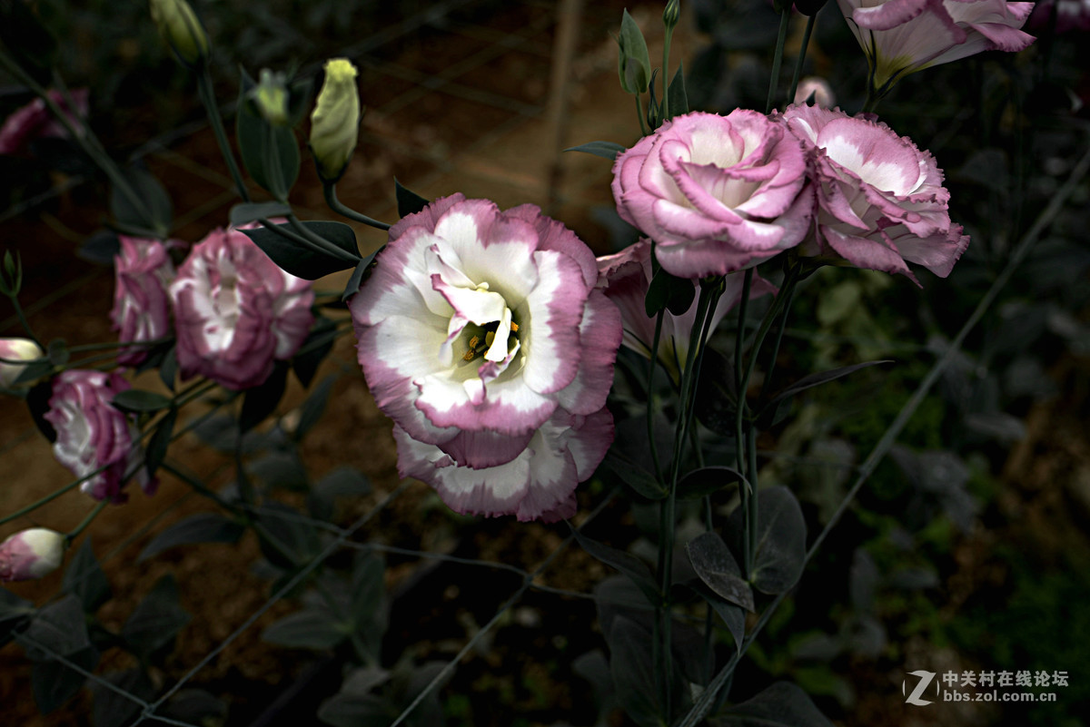 再发一组花花照片。求指教。