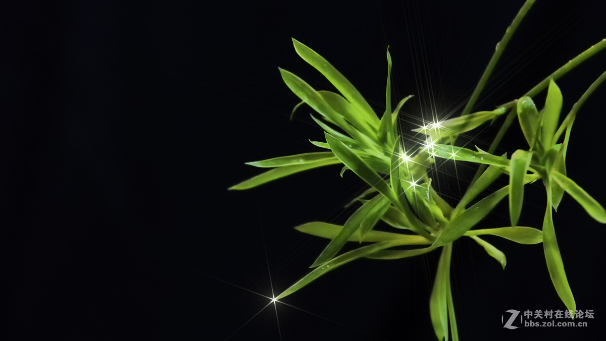 星光青芽，我家的吊兰。