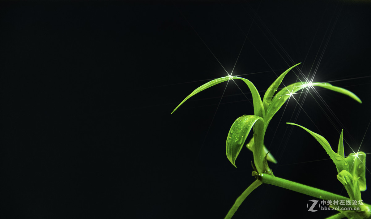 星光青芽，我家的吊兰。