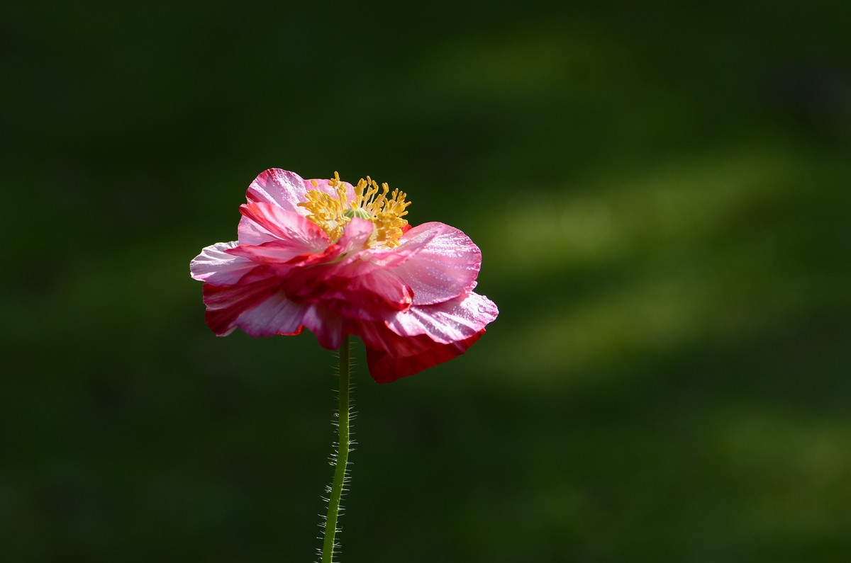 祝贺帖《迟到的祝贺》