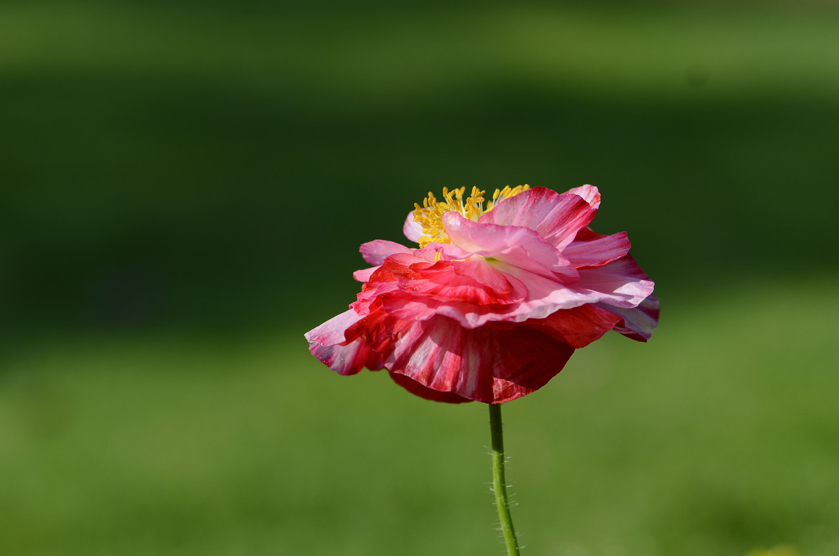 祝贺帖《迟到的祝贺》