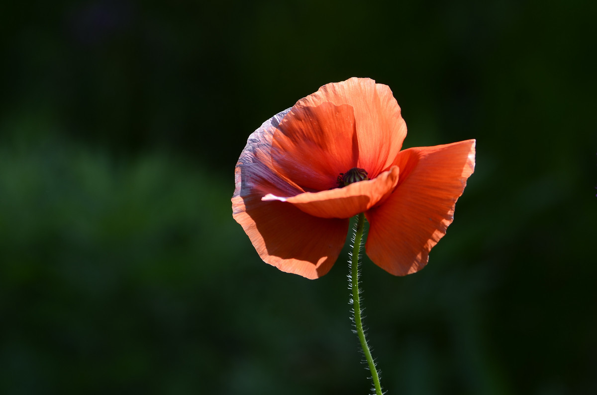 祝贺帖《迟到的祝贺》