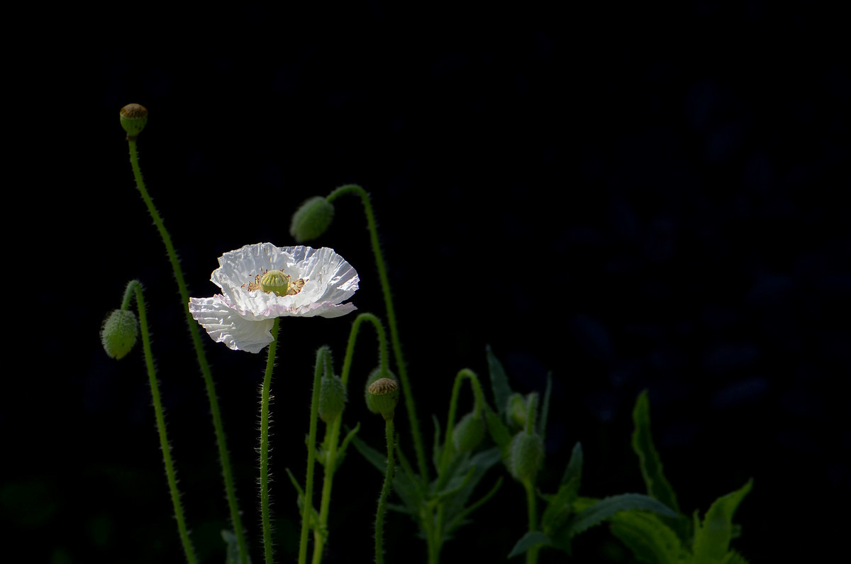 祝贺帖《迟到的祝贺》