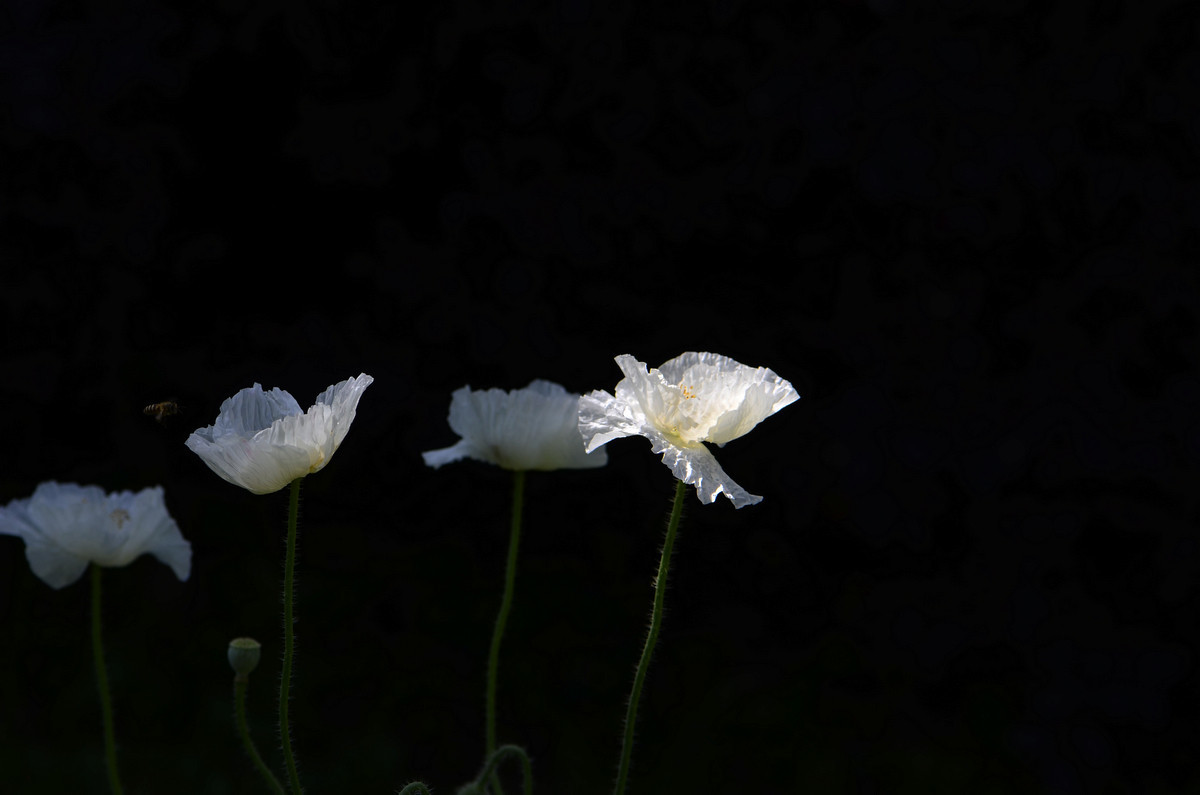 祝贺帖《迟到的祝贺》