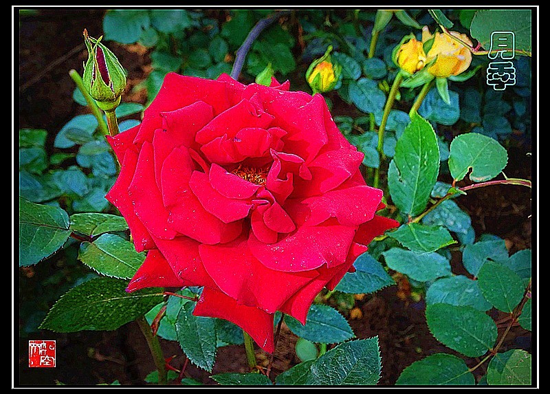 此花长占四时春--月季