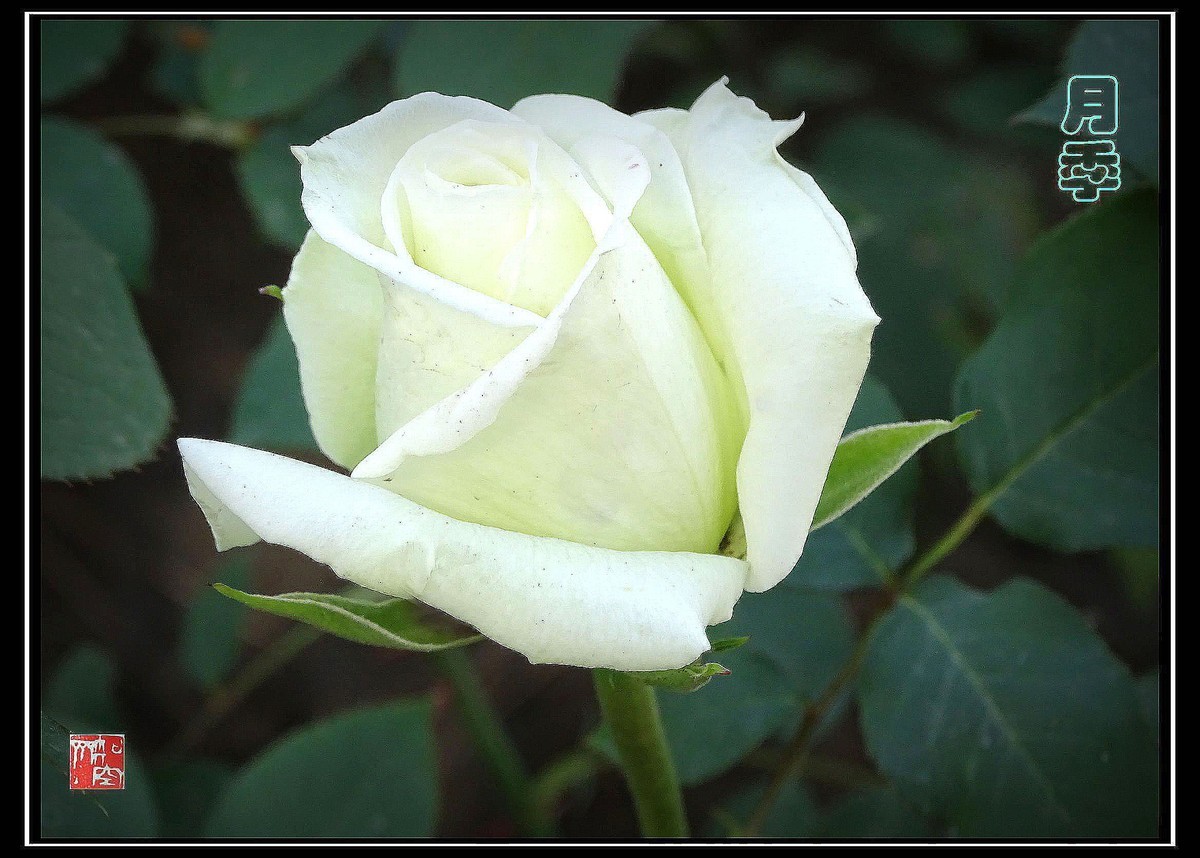 此花长占四时春--月季