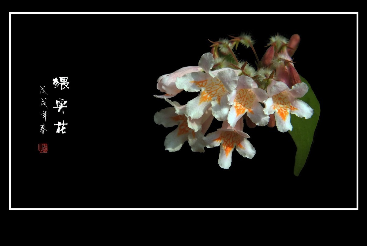 毛茸茸的小花猥实花