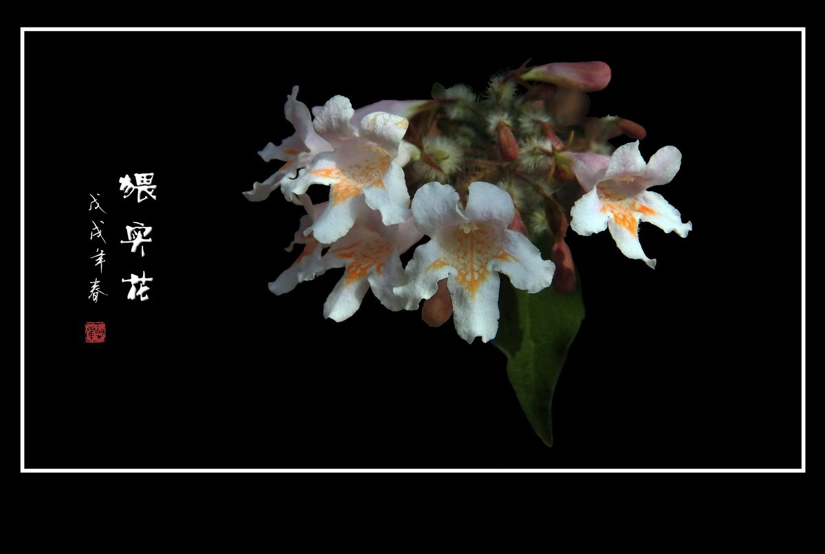 毛茸茸的小花猥实花