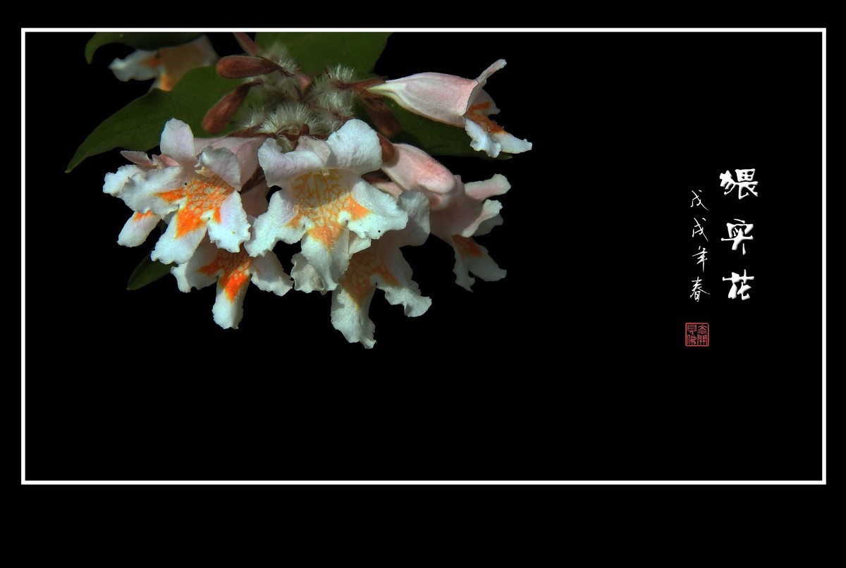 毛茸茸的小花猥实花