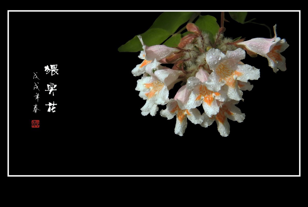 毛茸茸的小花猥实花