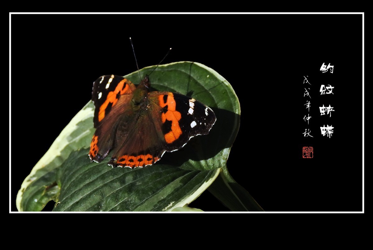 迷恋八宝景天花的豹纹蛱蝶