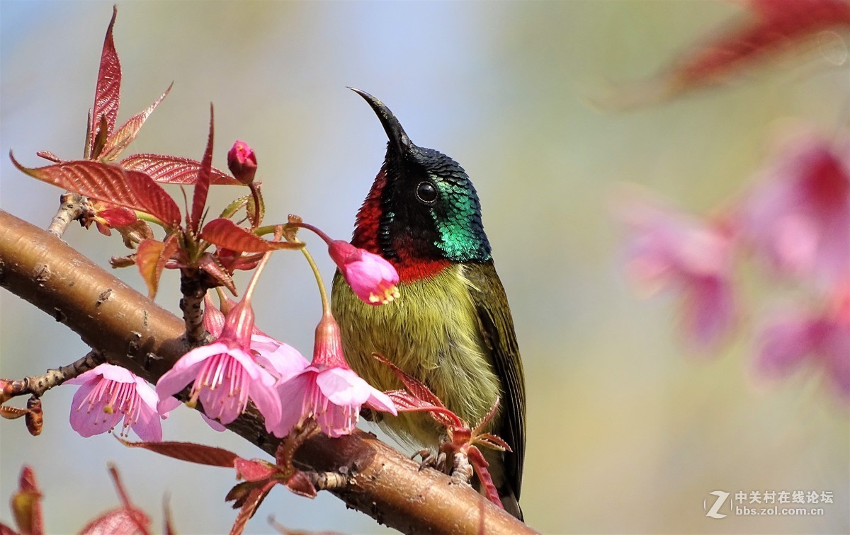 樱桃树上的小小鸟