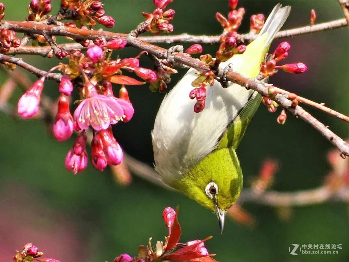 樱桃树上的小小鸟