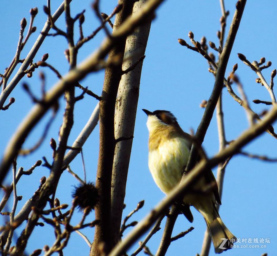 抓拍树上的小鸟