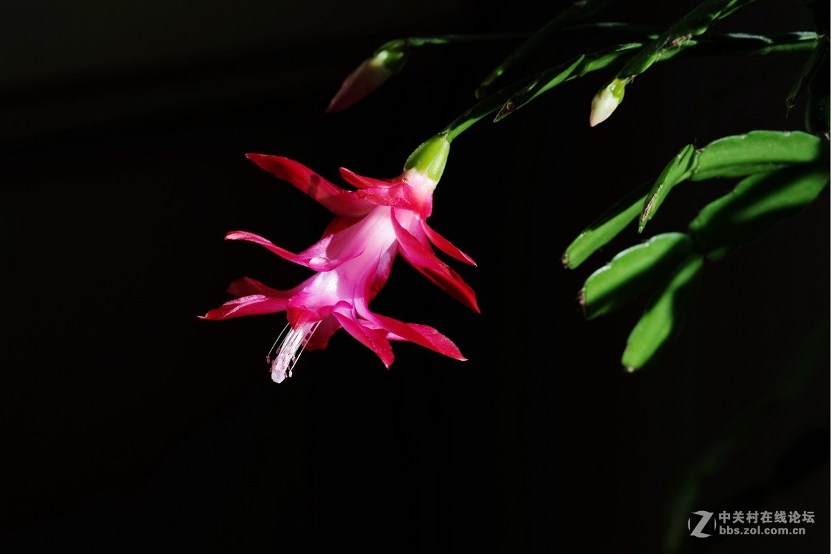 宾得K-1超解像-拍蟹爪兰