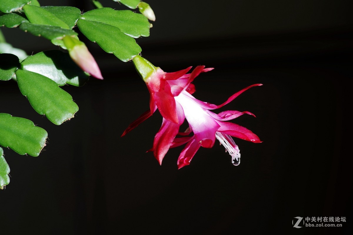 宾得K-1超解像-拍蟹爪兰