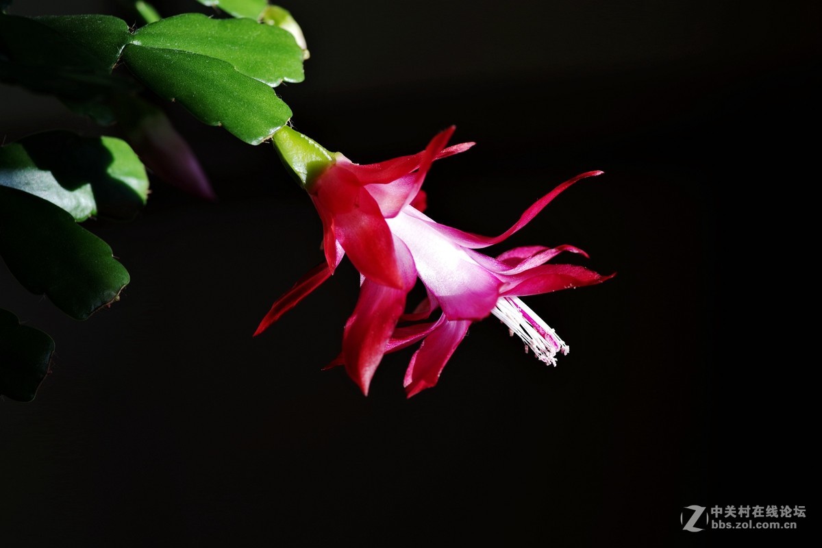 宾得K-1超解像-拍蟹爪兰