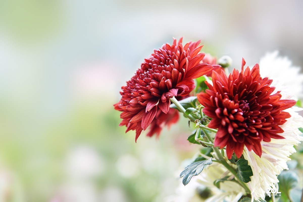 【2019】120---散光拍菊花