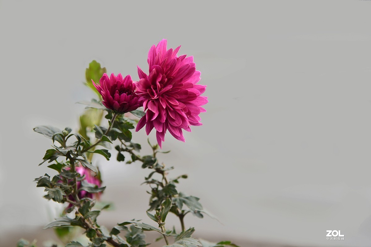 【2019】120---散光拍菊花