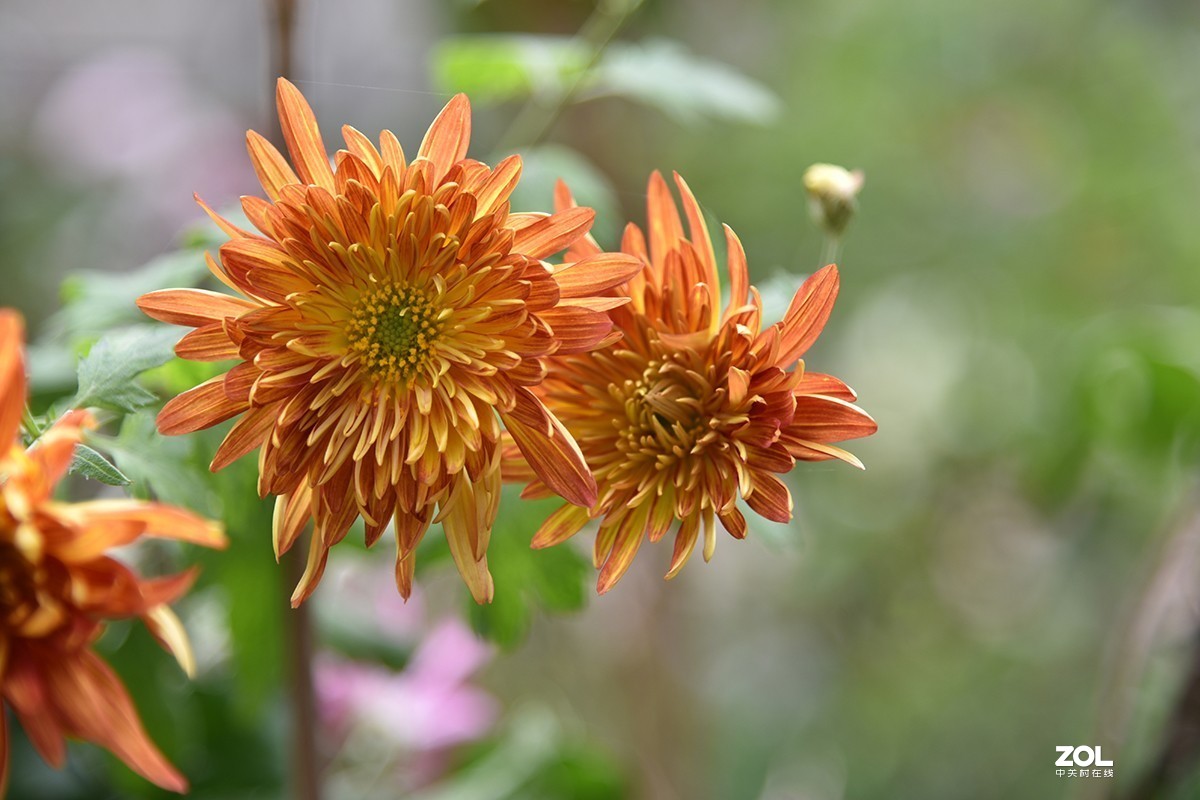 【2019】120---散光拍菊花