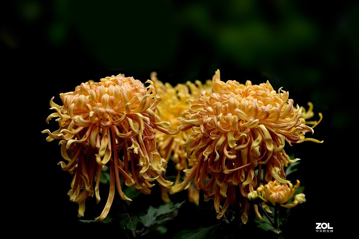 【2019】120---散光拍菊花