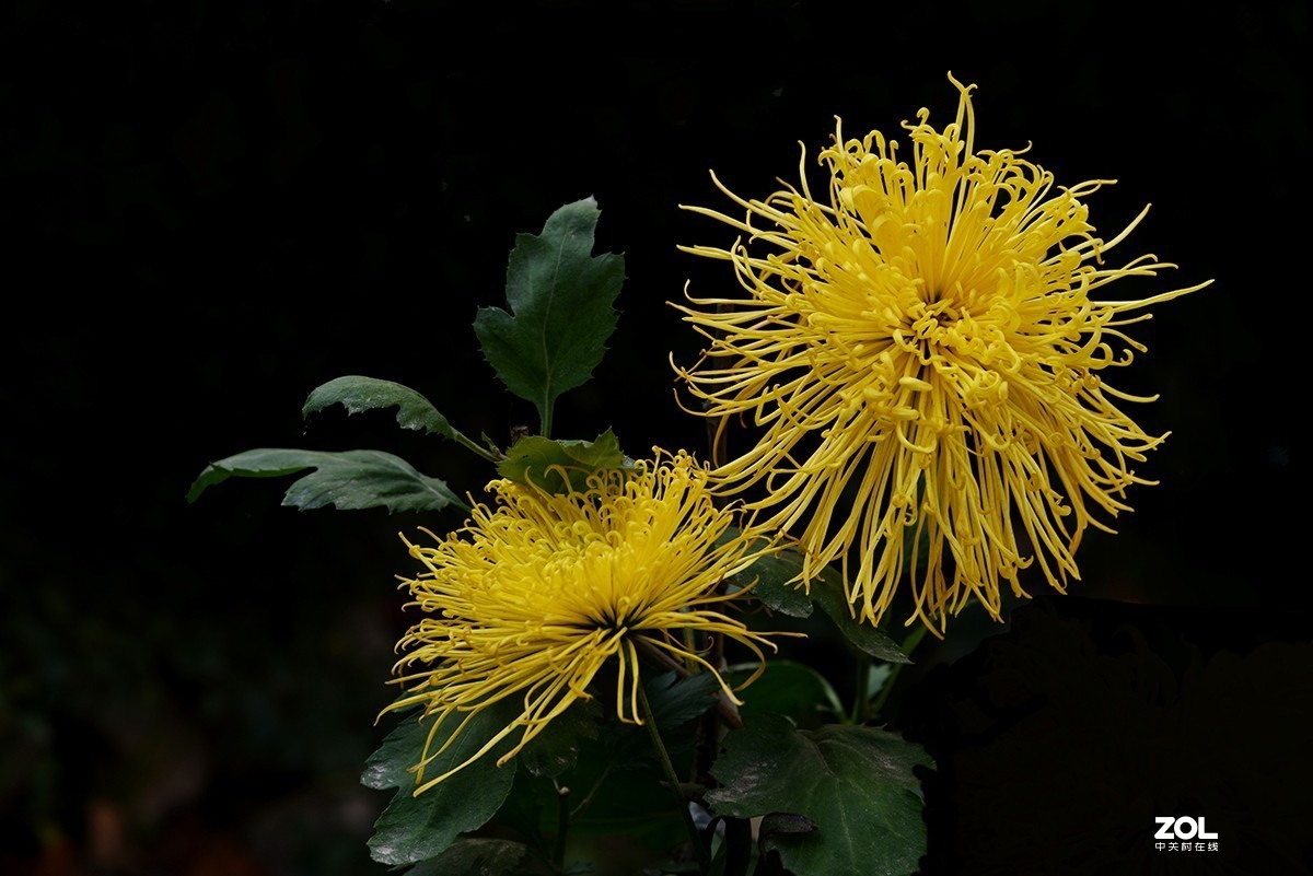 【2019】120---散光拍菊花