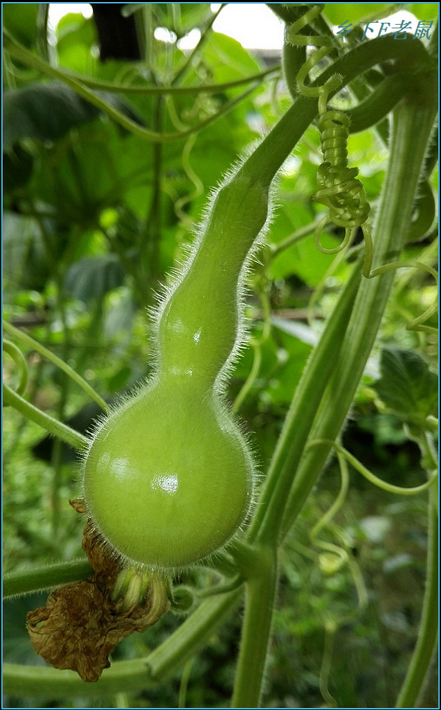 葫芦（华为手机随拍）