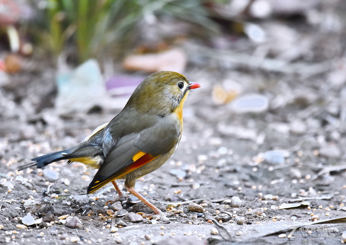 紅嘴相思鳥