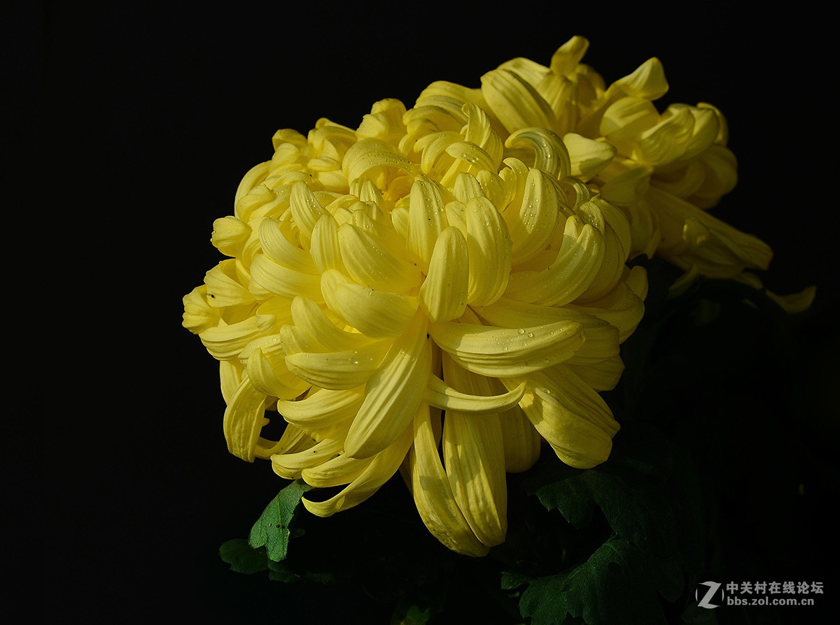 精品菊花中原大黄