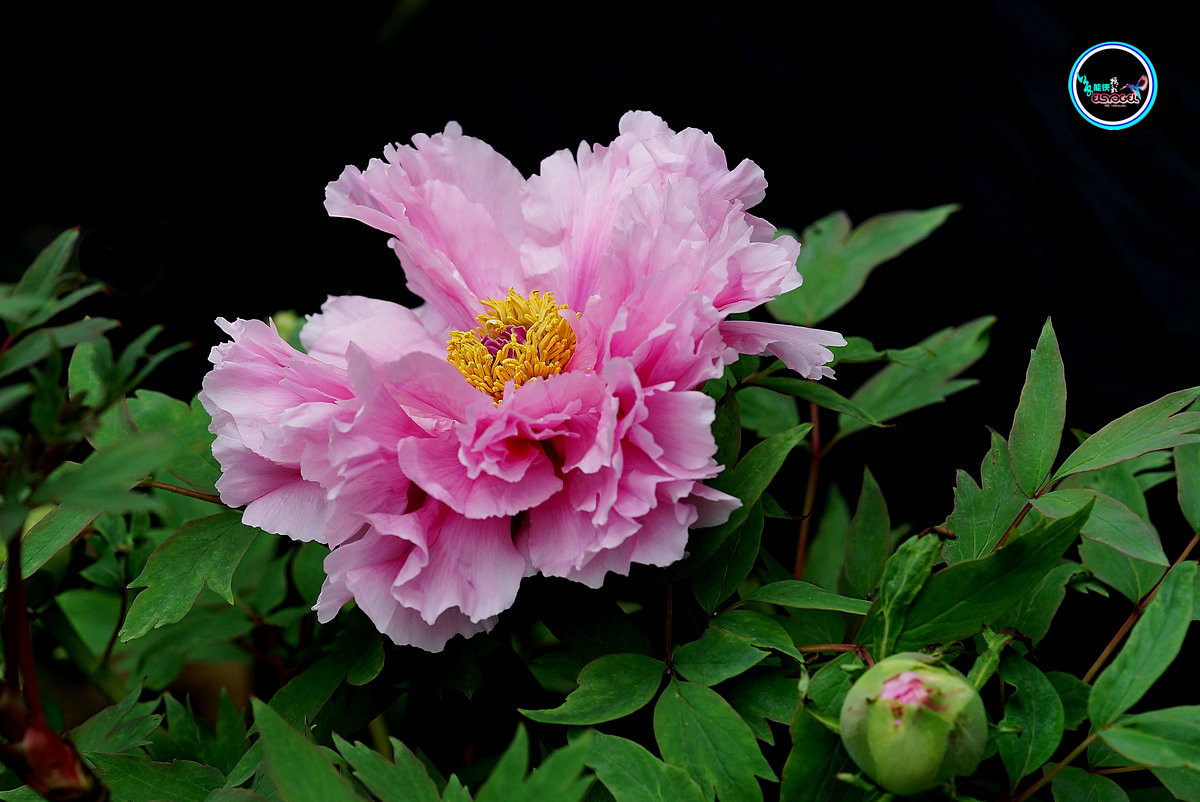 #版主坐堂# 《拉萨星空(中国)优秀作品》2016年2月