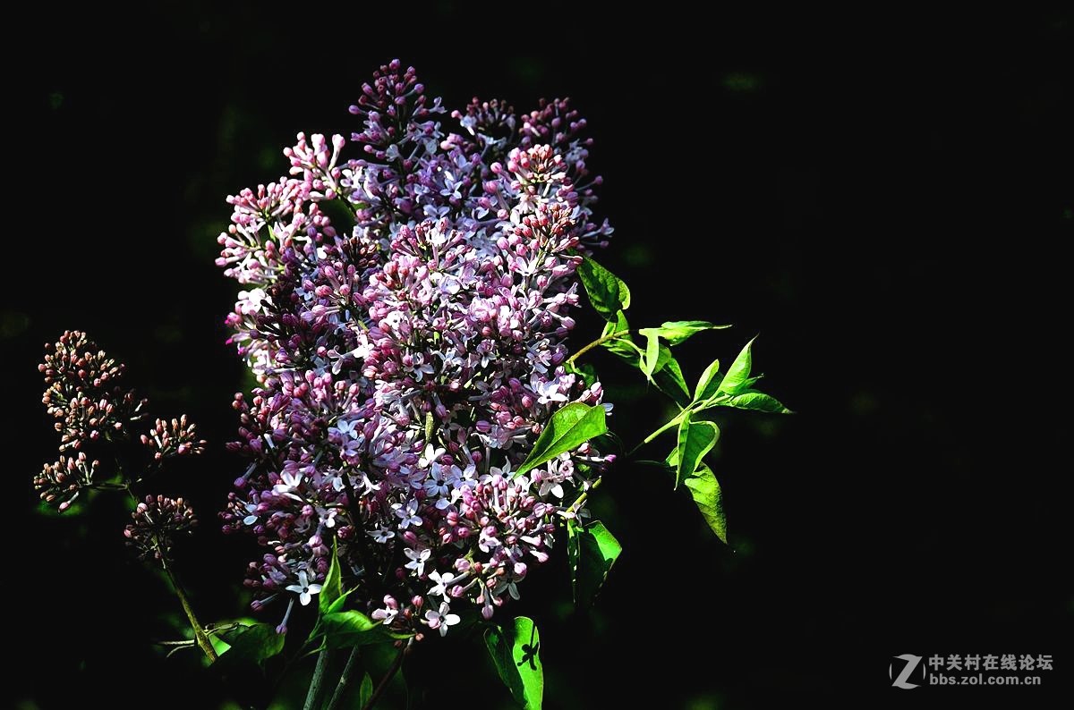 天津长虹公园随拍（中）——恭贺“贵阳土拨鼠”荣任红河版主！