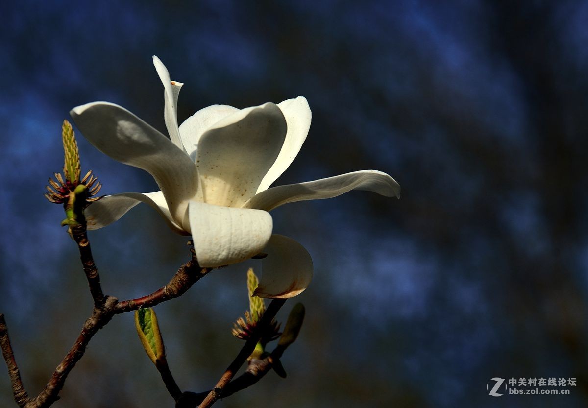 天津长虹公园随拍（中）——恭贺“贵阳土拨鼠”荣任红河版主！