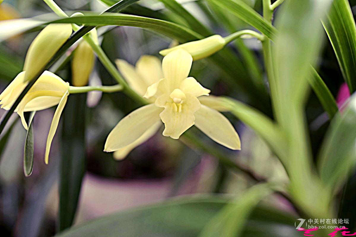 再发一组花花照片。求指教。