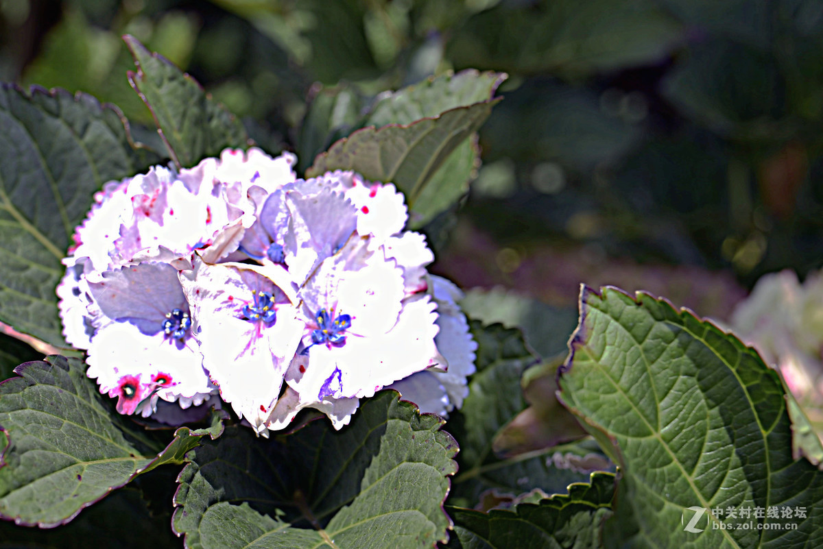 再发一组花花照片。求指教。