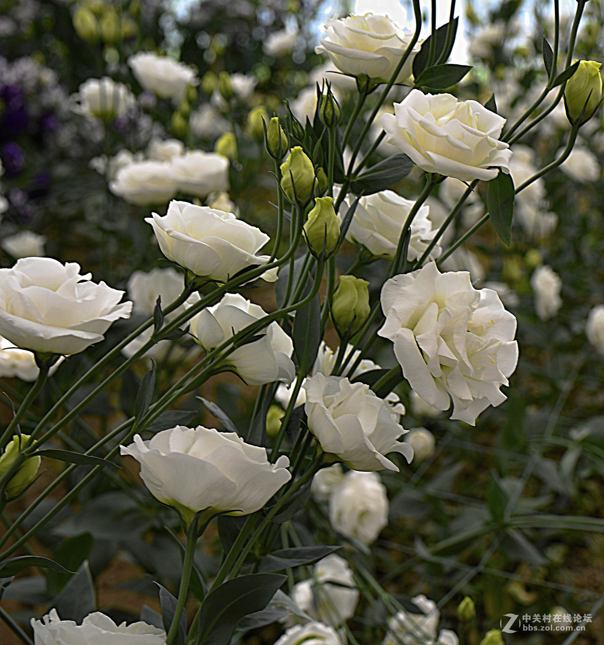 再发一组花花照片。求指教。