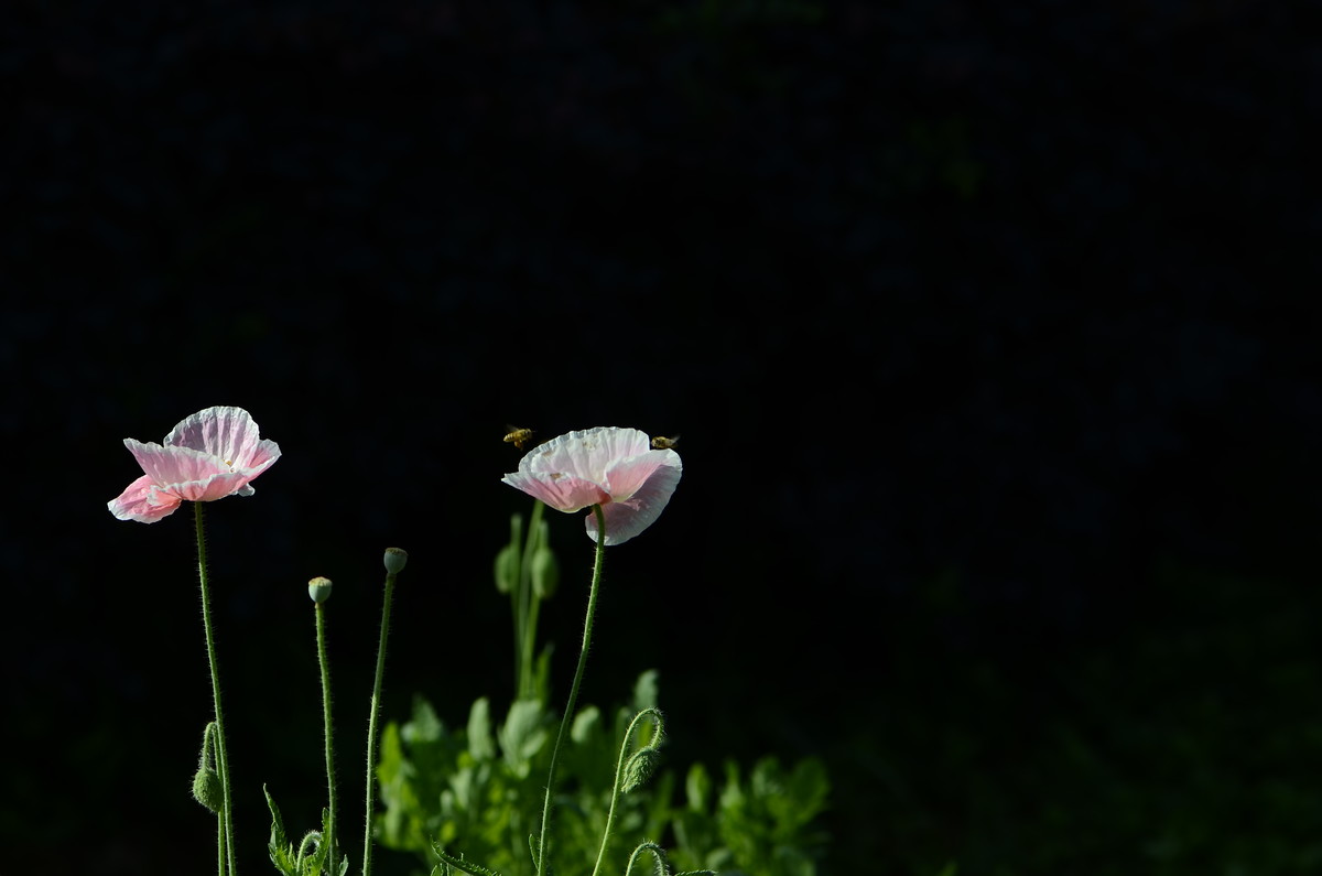 祝贺帖《迟到的祝贺》
