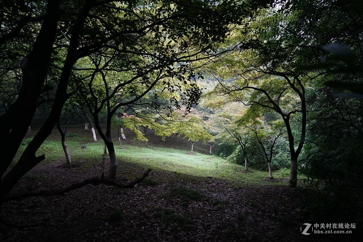 大法拍风景（二）