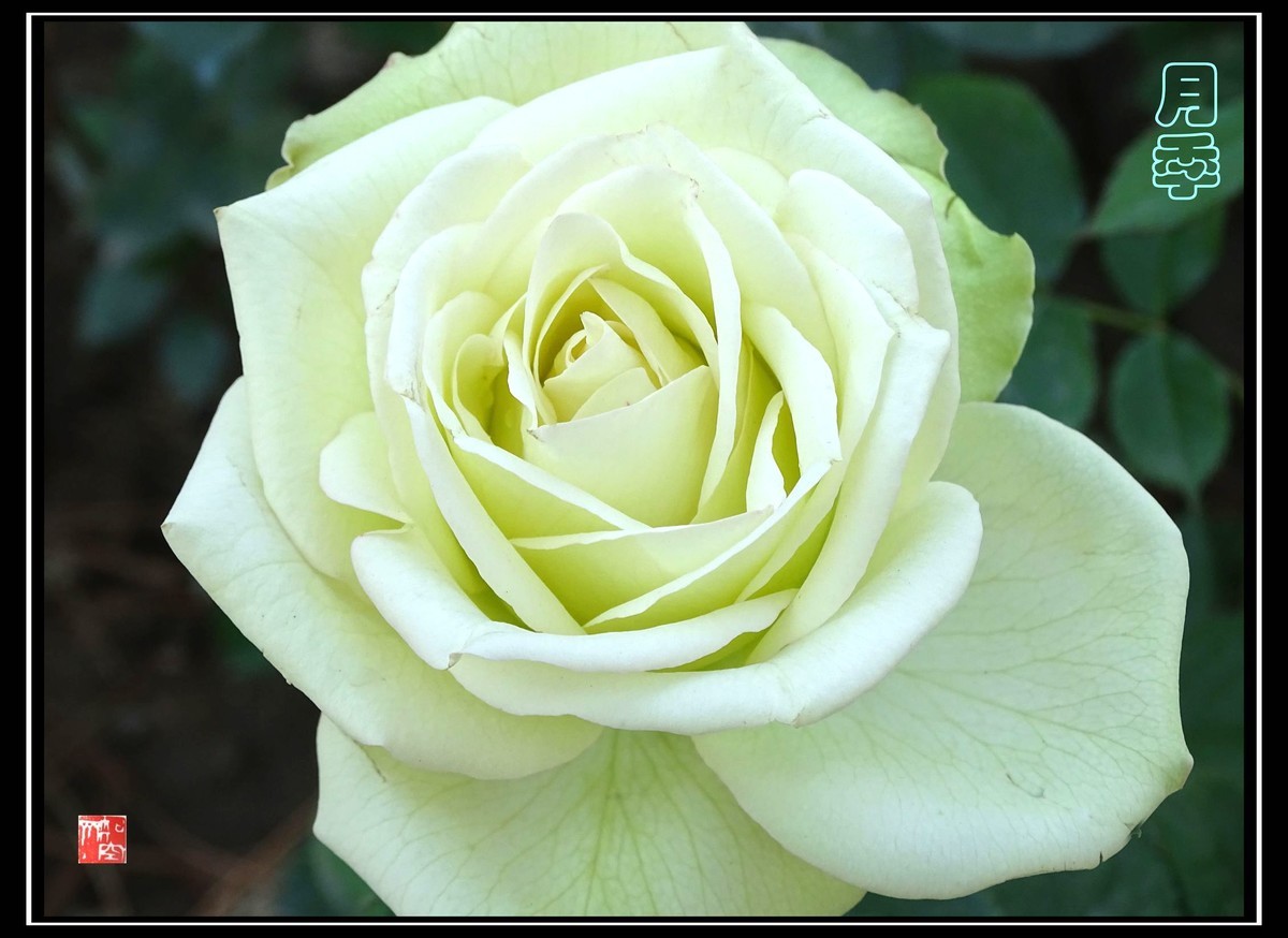 此花长占四时春--月季