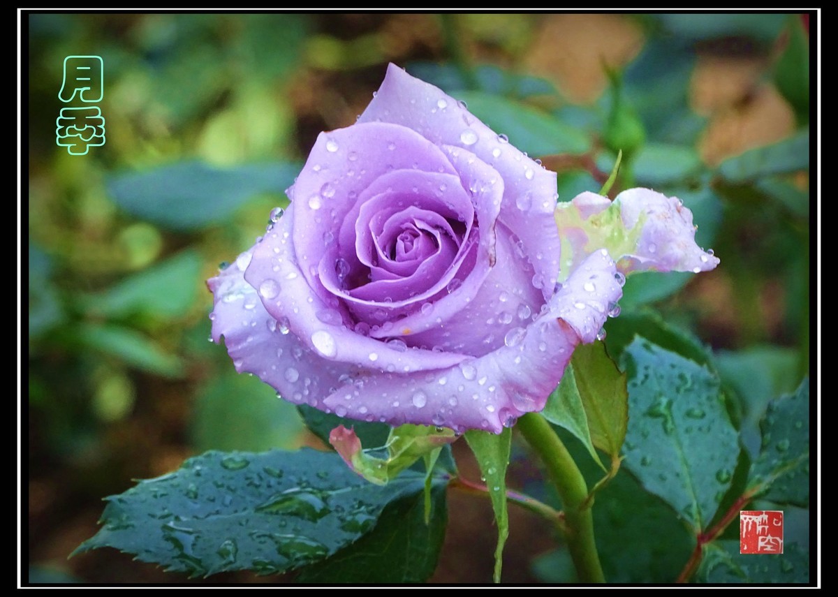 此花长占四时春--月季