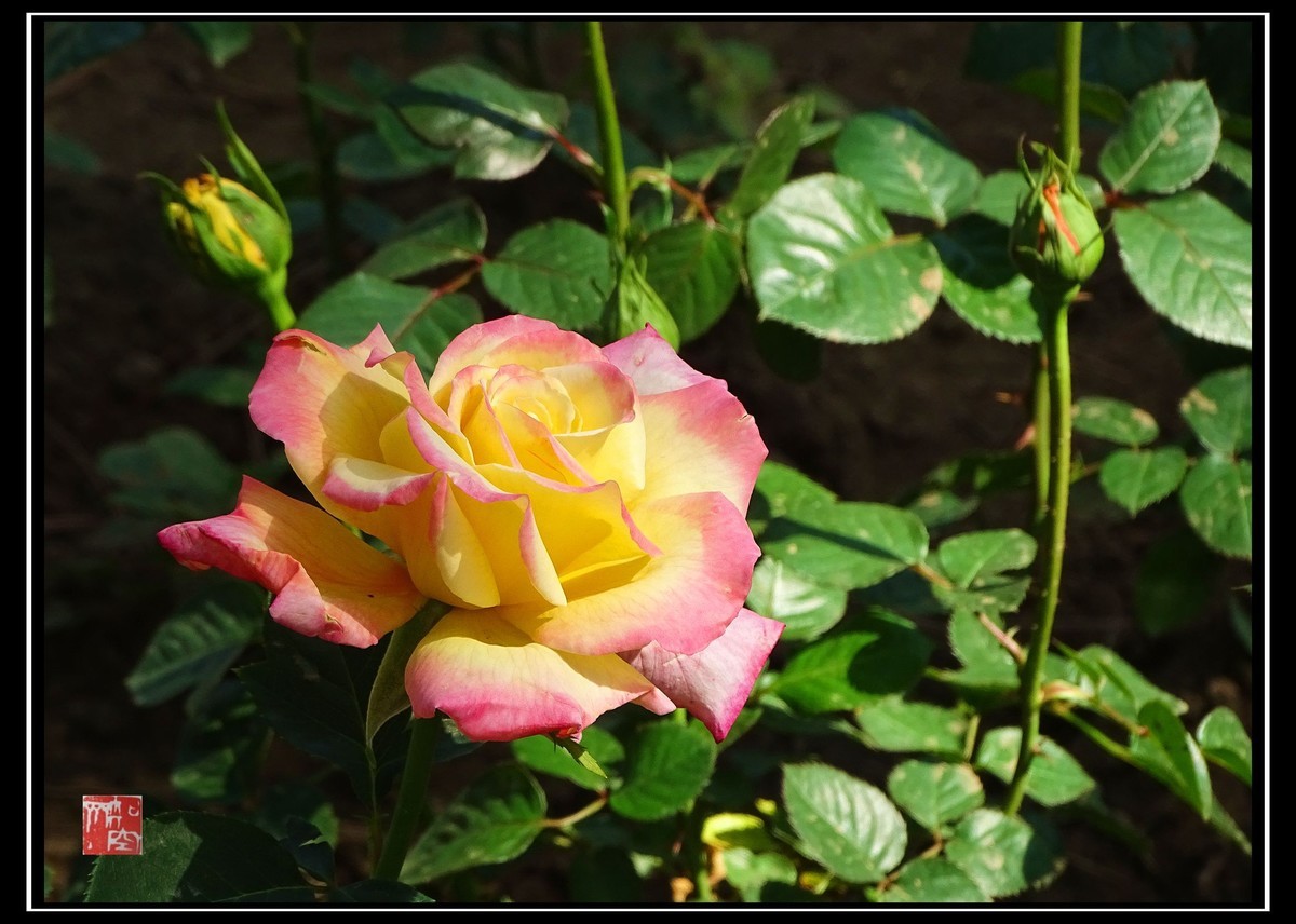 此花长占四时春--月季