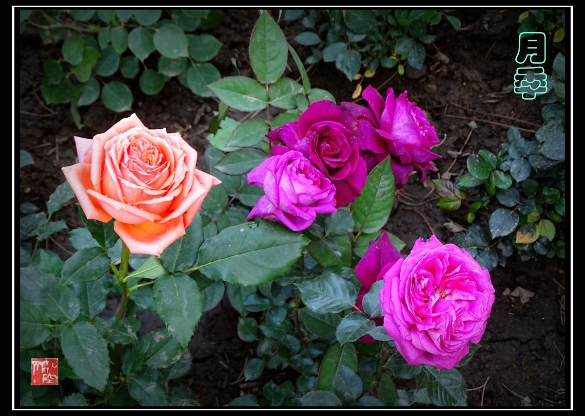 此花长占四时春--月季