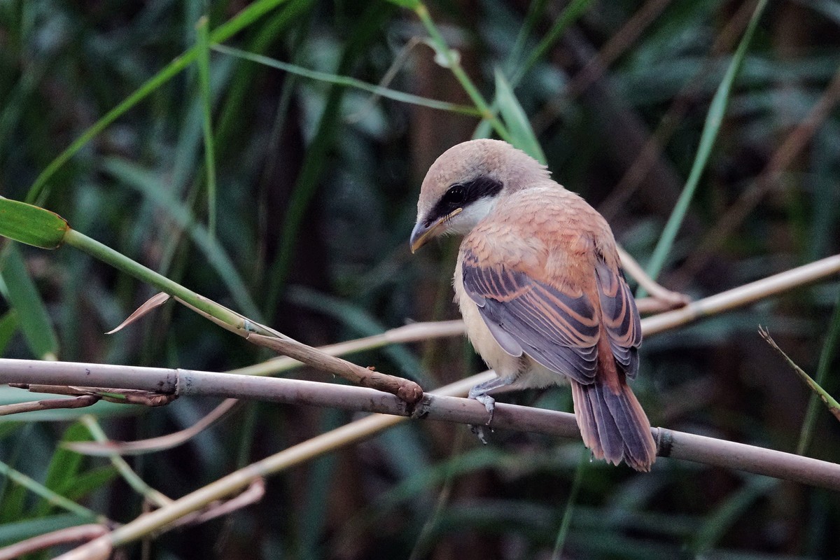 棕背伯劳雏鸟二