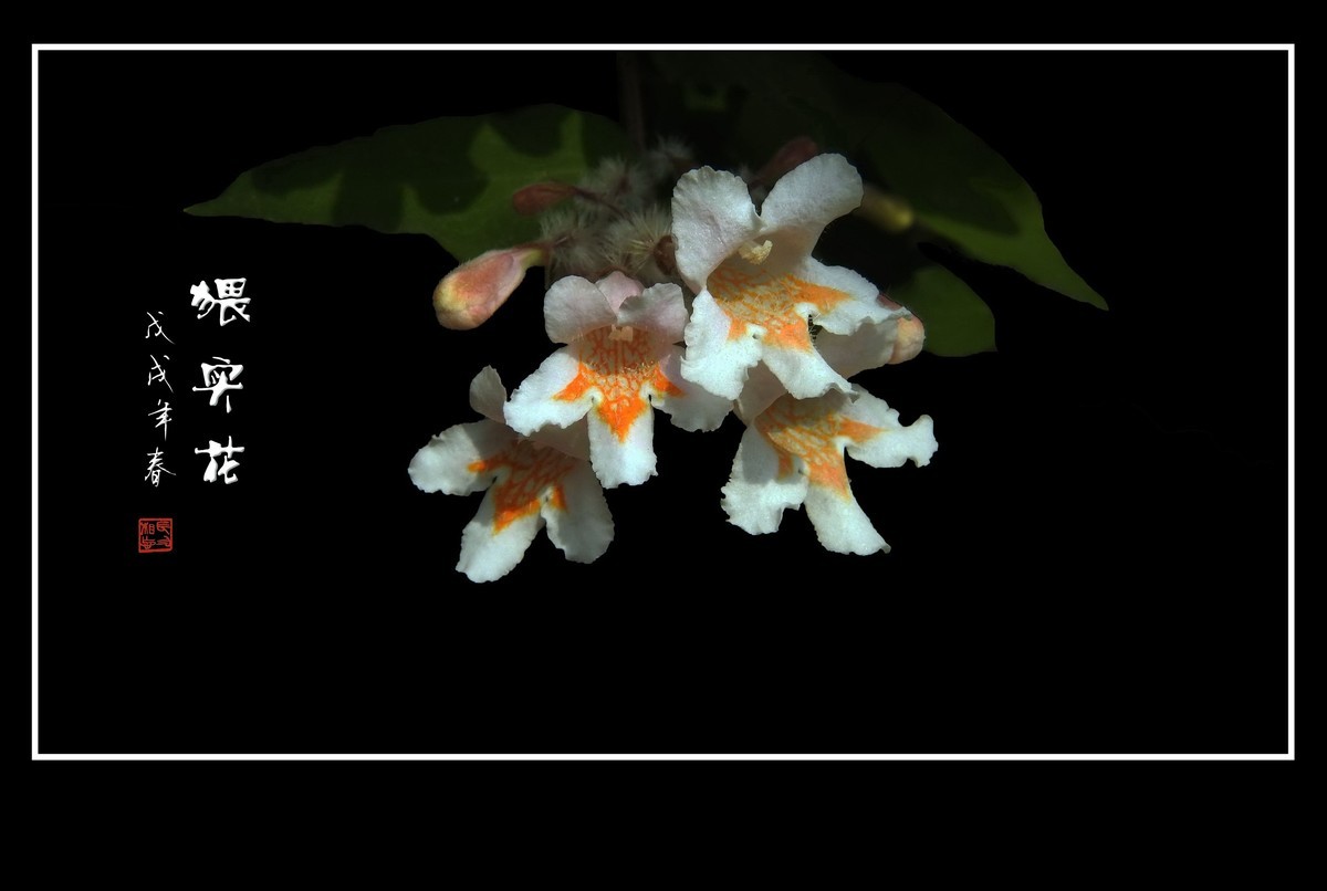 毛茸茸的小花猥实花
