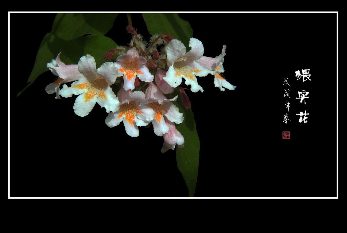 毛茸茸的小花猥实花