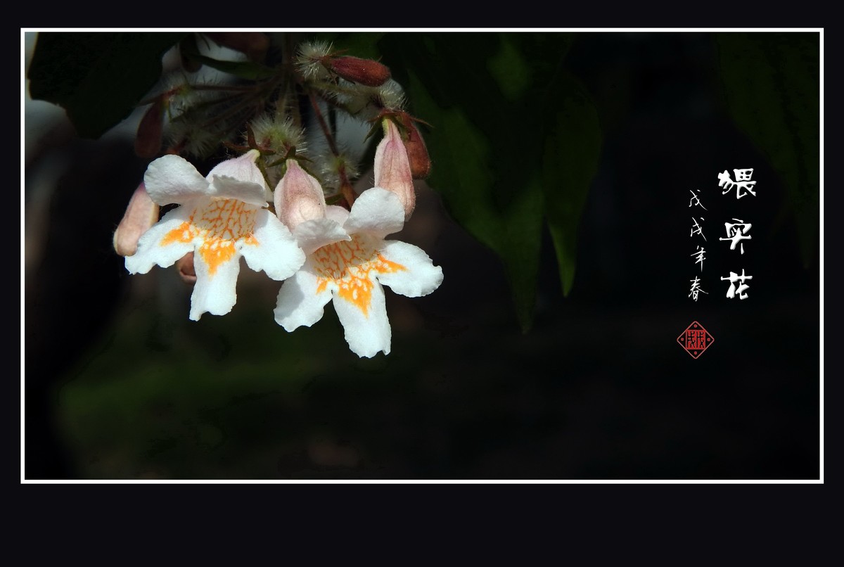 毛茸茸的小花猥实花