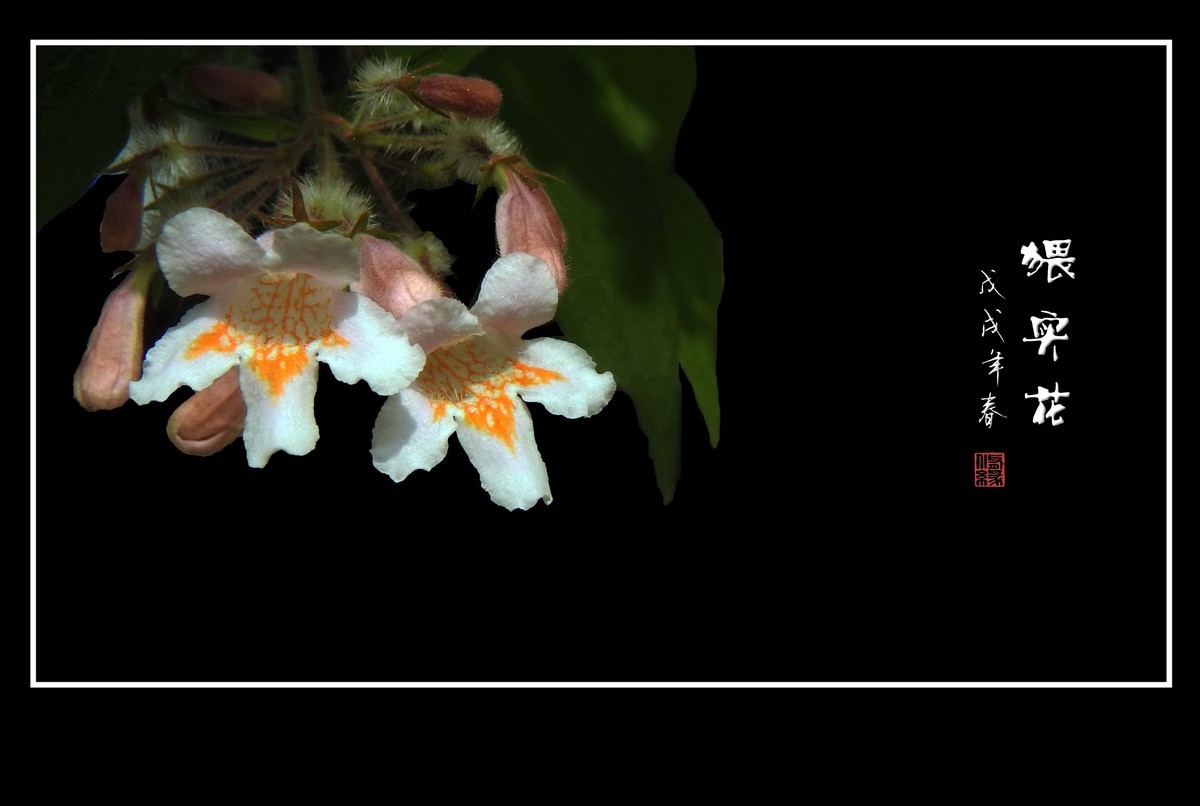 毛茸茸的小花猥实花