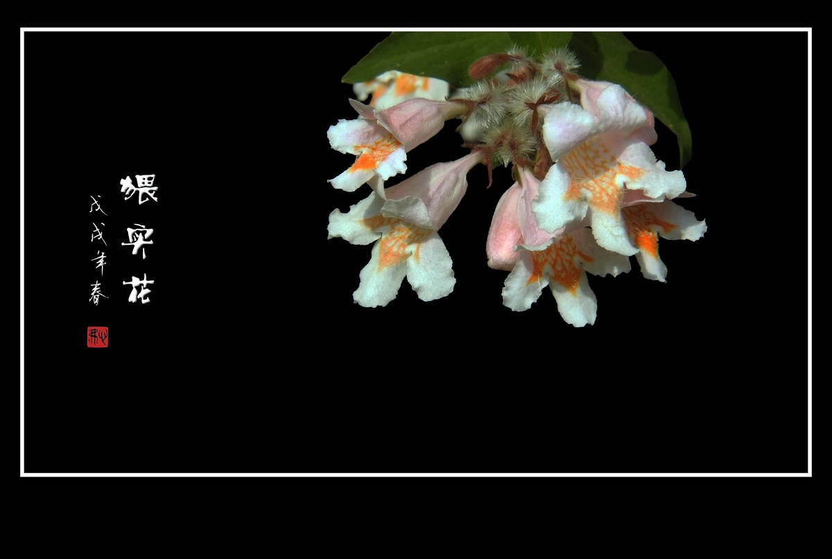 毛茸茸的小花猥实花