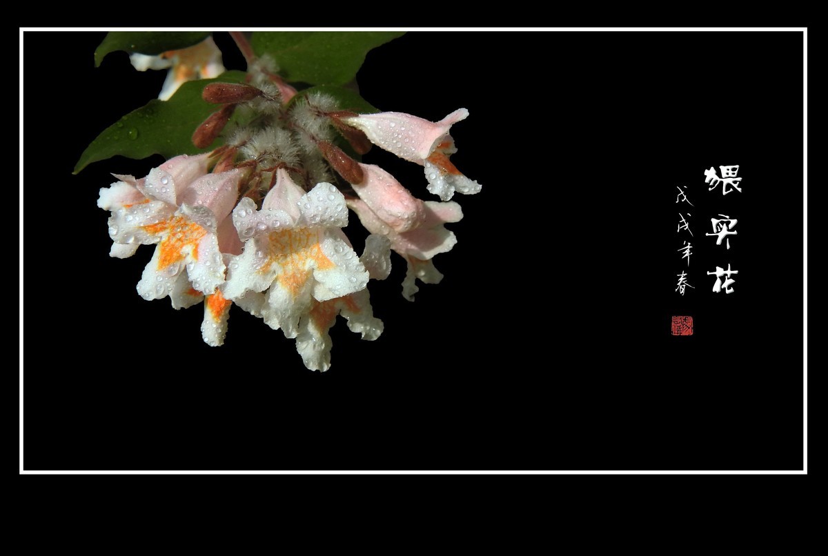 毛茸茸的小花猥实花