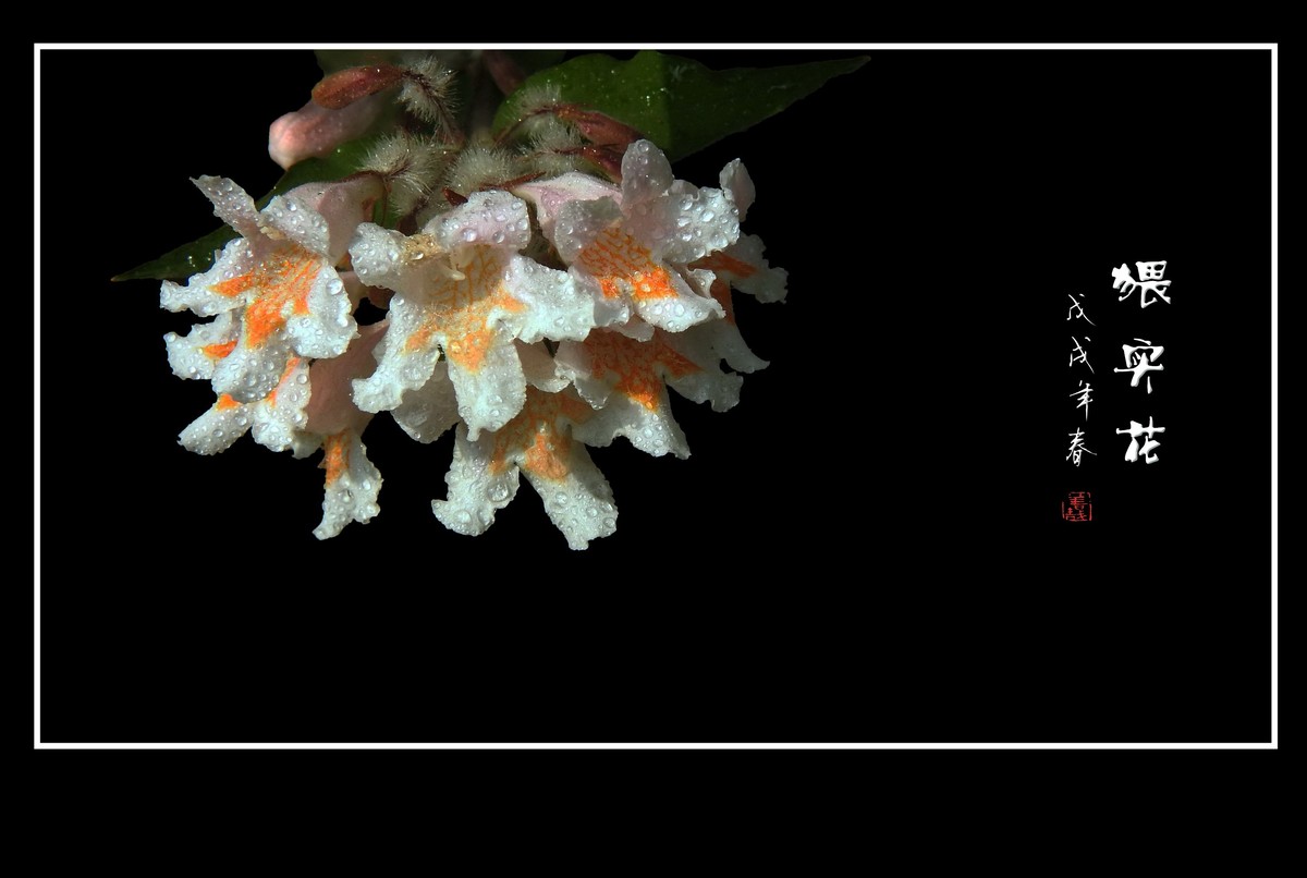 毛茸茸的小花猥实花