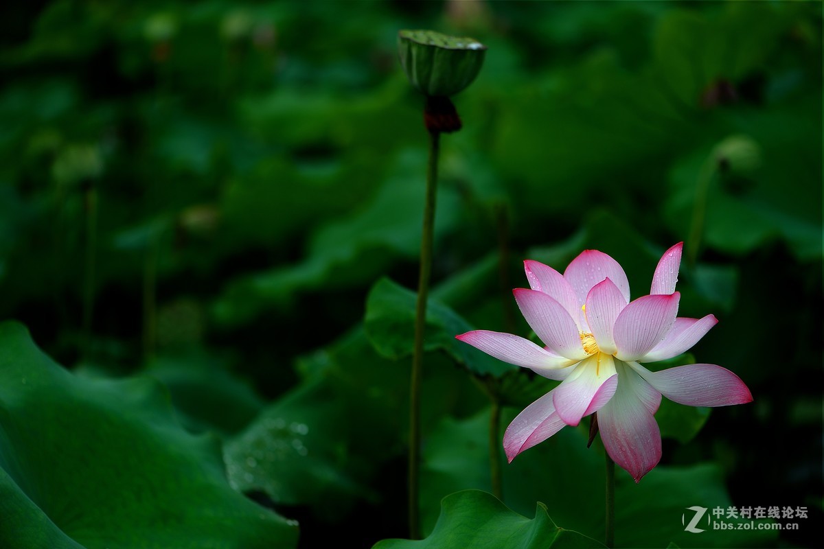 尼康AF-S 105mm f/2.8-雨中荷